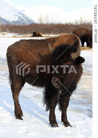 American Bison_アメリカバイソン バッファロー American Bison_アメリカバイソン バッファロー 16590181