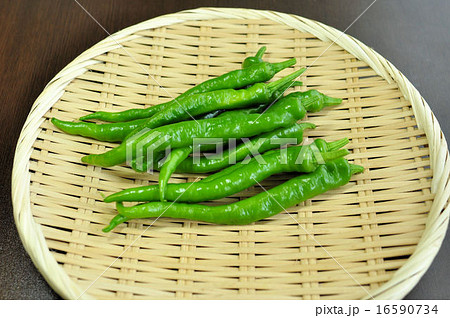 伏見甘長とうがらし 16590734