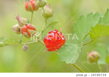 キイチゴ　木いちご　ノイチゴ　ナワシロイチゴ　木苺　苗代いちご 16590739