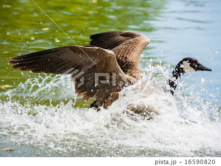 Canada Goose landing on pond in big splash. 16590820