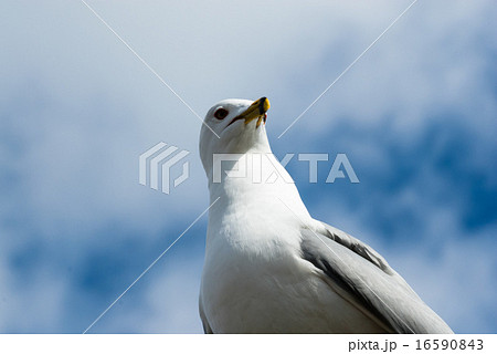 Seagull turning head and casting shadow. 16590843