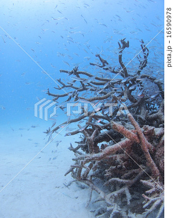 沖縄・西表島の枝サンゴに群れる大量の金色でスケルトンな熱帯魚 16590978