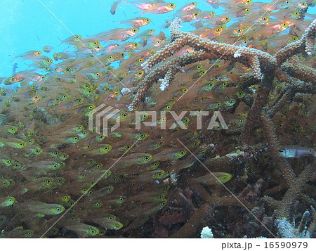 沖縄 西表島の枝サンゴに群れる大量の金色でスケルトンな熱帯魚の写真素材