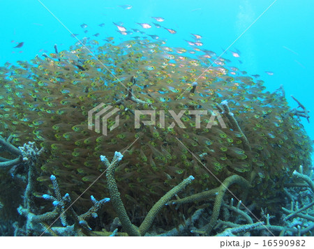 沖縄 西表島の枝サンゴに群れる大量の金色でスケルトンな熱帯魚の写真素材