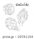 Hand drawn Artichoke  16591104