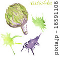 Hand drawn Artichoke  16591106