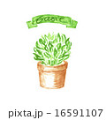 Basil in terra cotta pot. Watercolor illustration. 16591107