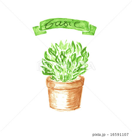 Basil in terra cotta pot. Watercolor illustration. Basil in terra cotta pot. Watercolor illustration. 16591107