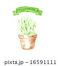 Rosemary in terra cotta pot. Watercolor . 16591111