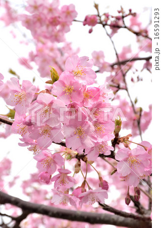 河津桜 河津桜 16591293
