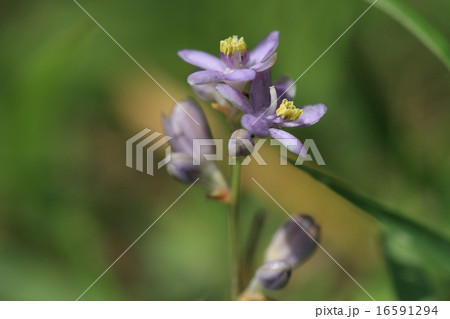 自然 植物 ヒメヤブラン、芝生の公園などで植込み近くの地面に咲いていることもあります 自然 植物 ヒメヤブラン、芝生の公園などで植込み近くの地面に咲いていることもあります 16591294
