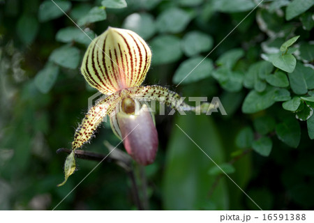 パフィオペディラム パフィオペディラム 16591388