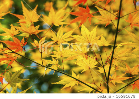 黄色に色づいた楓 もみじ の写真素材