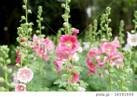 beautiful hollyhock flower or althaea flower beautiful hollyhock flower or althaea flower 16591939