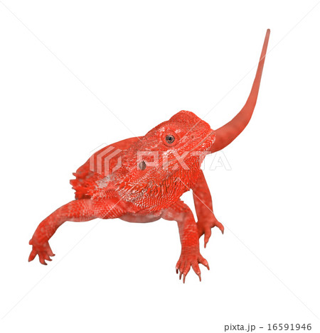 bearded dragon or pogona vitticeps bearded dragon or pogona vitticeps 16591946