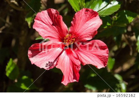 Red hibiscus flower Red hibiscus flower 16592162