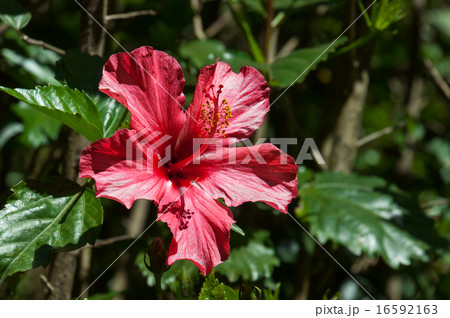Red hibiscus flower 16592163