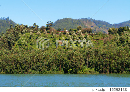 Madupetty Dam 16592188
