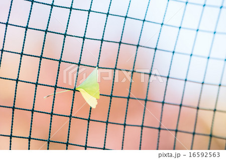 ネットにかかった公孫樹の葉 16592563