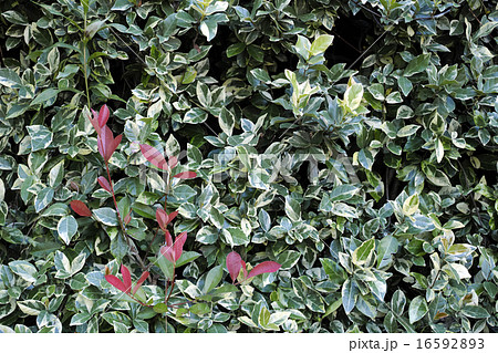 フクリンサカキの生垣と赤い葉の写真素材