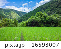 田んぼ 山間部 田んぼ 山間部 16593007
