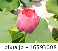 蓮の花 16593008