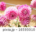 ダリア 16593010