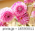 ダリア 16593011