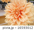 ダリア 16593012