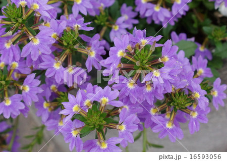ブルーファンフラワー ムラサキ色 花の写真素材