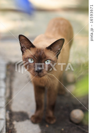 Stray cat 16593671