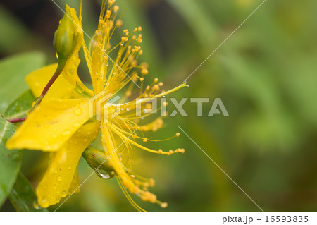 ビヨウヤナギ 16593835