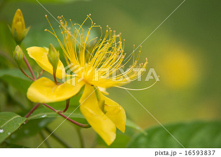 ビヨウヤナギ ビヨウヤナギ 16593837