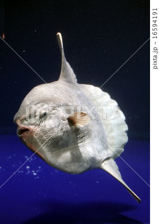 マンボウ 16594191