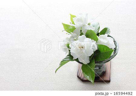 クチナシとアジサイのアレンジ（横　全体　小さめ） 16594492