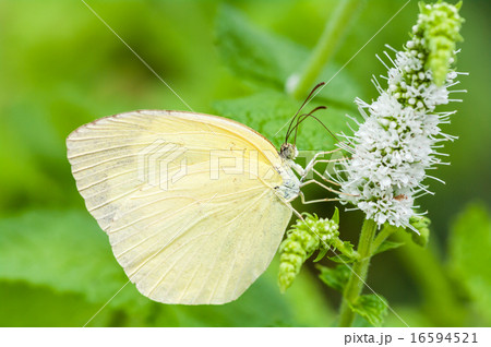 蜜を吸うキチョウ 16594521