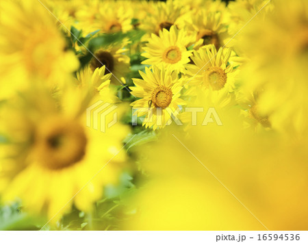 ヒマワリ(+前ぼけ強調) ヒマワリ(+前ぼけ強調) 16594536
