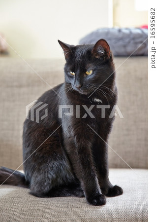 Sleepy cat Sleepy cat 16595682