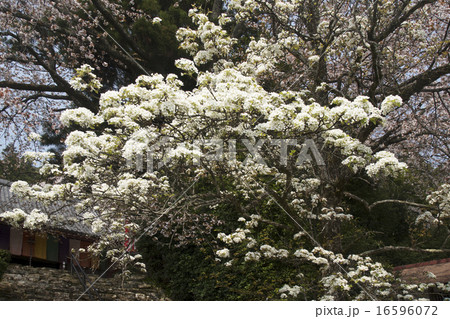 奈良 仏隆寺 桜咲くころ 奈良 仏隆寺 桜咲くころ 16596072