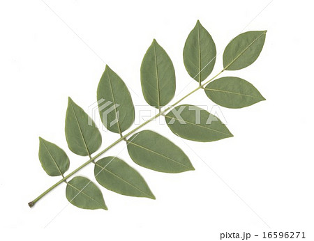 イヌエンジュの葉裏面 イヌエンジュの葉裏面 16596271