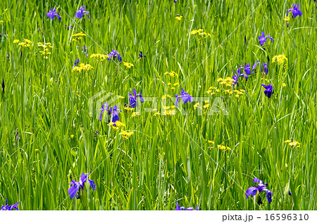 北広島町八幡の湿原のカキツバタ 北広島町八幡の湿原のカキツバタ 16596310