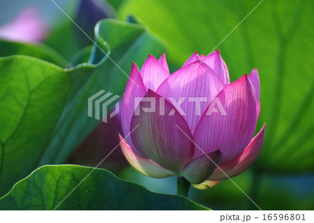 ハスの花 16596801