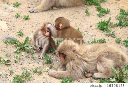 かわいい野生の子猿 の写真素材