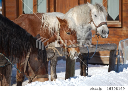 Horse on a farm Horse on a farm 16598169
