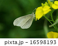ヒメシロチョウ 16598193