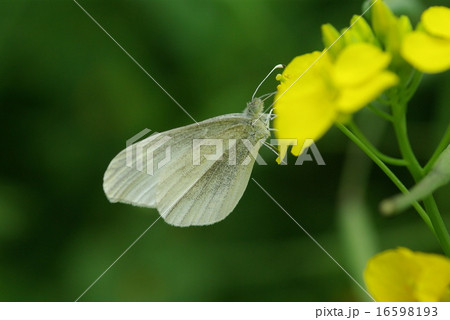 ヒメシロチョウ 16598193