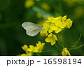 ヒメシロチョウ 16598194