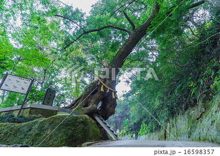 秋の笠森観音の境内に植えられている子授楠 16598357