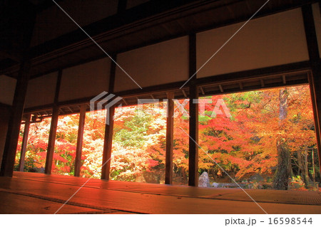 蓮華寺（京都　洛北）の紅葉 16598544