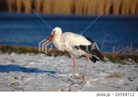 Stork in Winter Stork in Winter 16598712